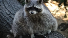 Koľko raccoons žije